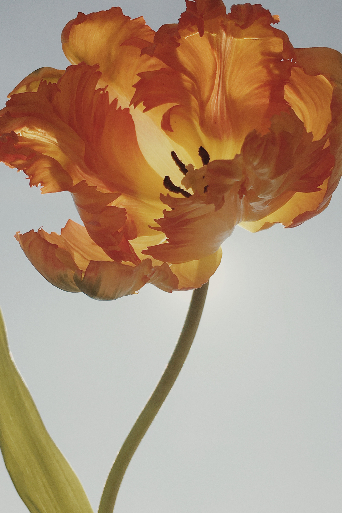 太陽に照らされる一輪の花